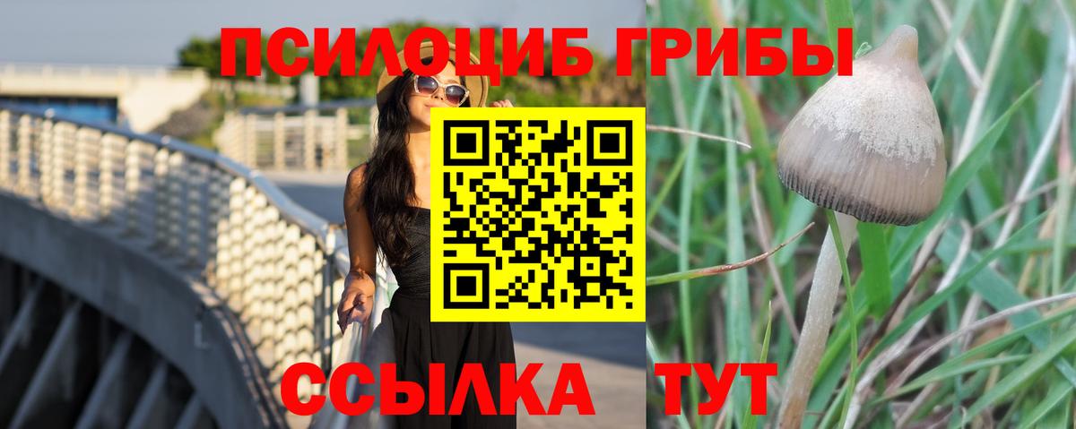 Кызыл  Галлюциногенные грибы Cubensis  Вход с VPN 